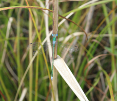 Lestes japonicus
