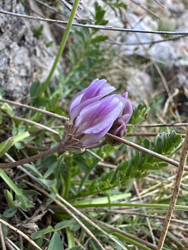 Parry Clover (Trifolium parryi)