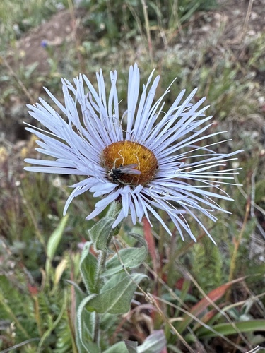 tall fleabane (Erigeron elatior)