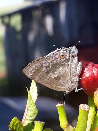 Michaelus thordesa