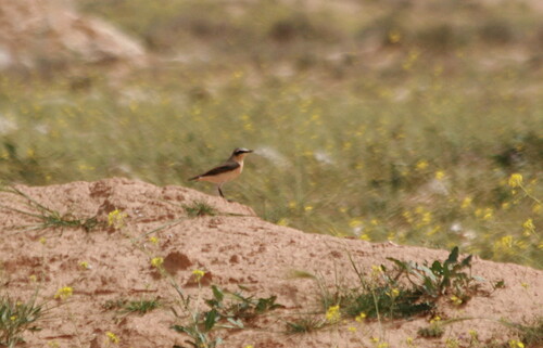 Northern Wheatear