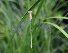 Lestes temporalis