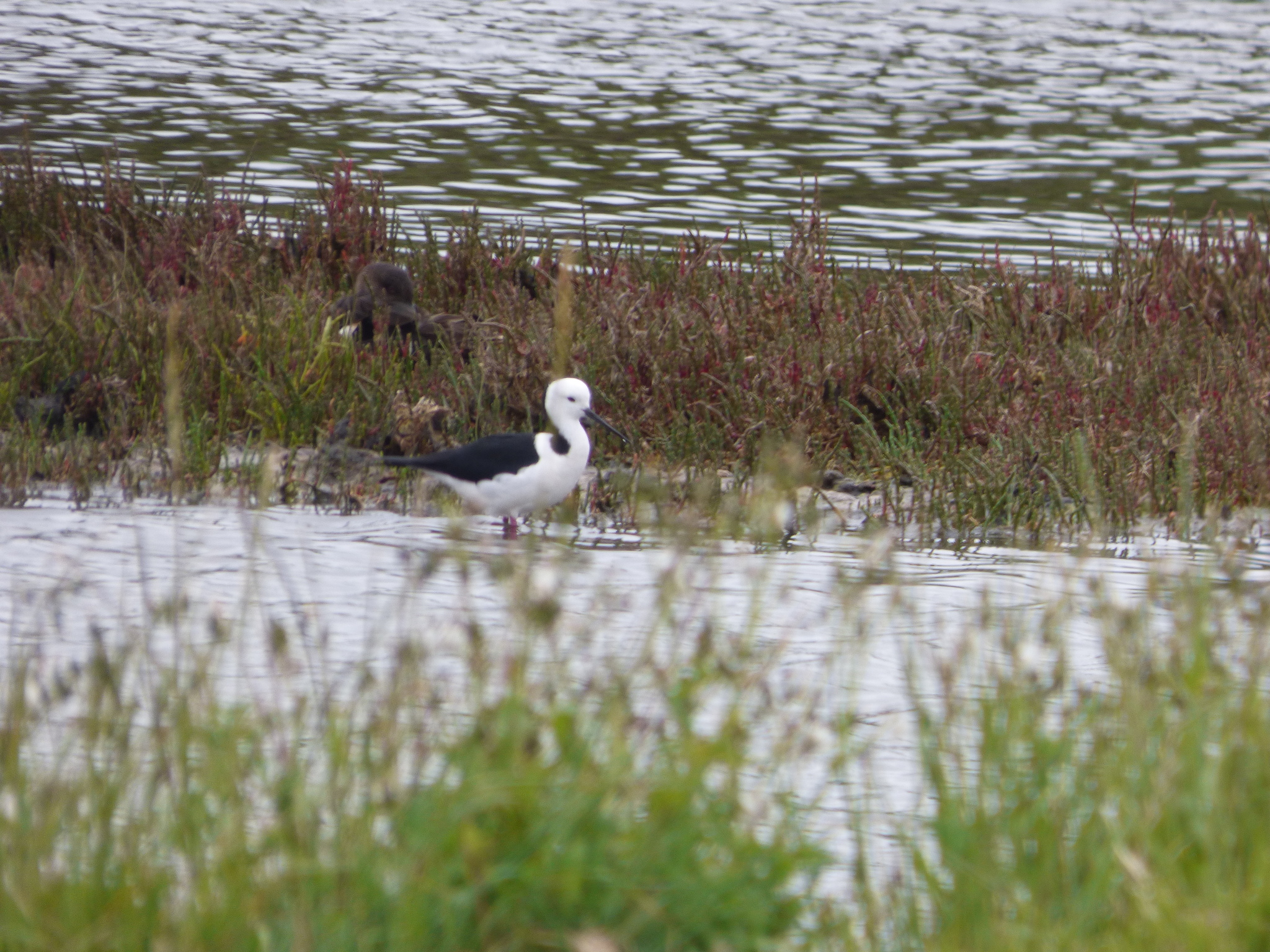 Pied Stilt