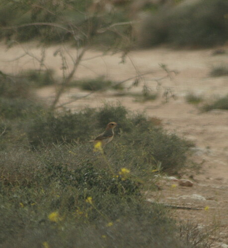 Red-rumped Wheatear