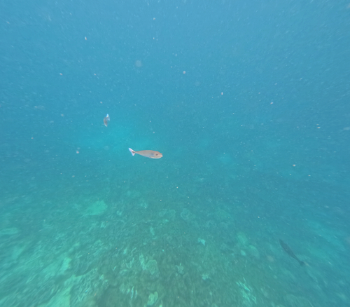Paletail Unicornfish — seen at this dive site