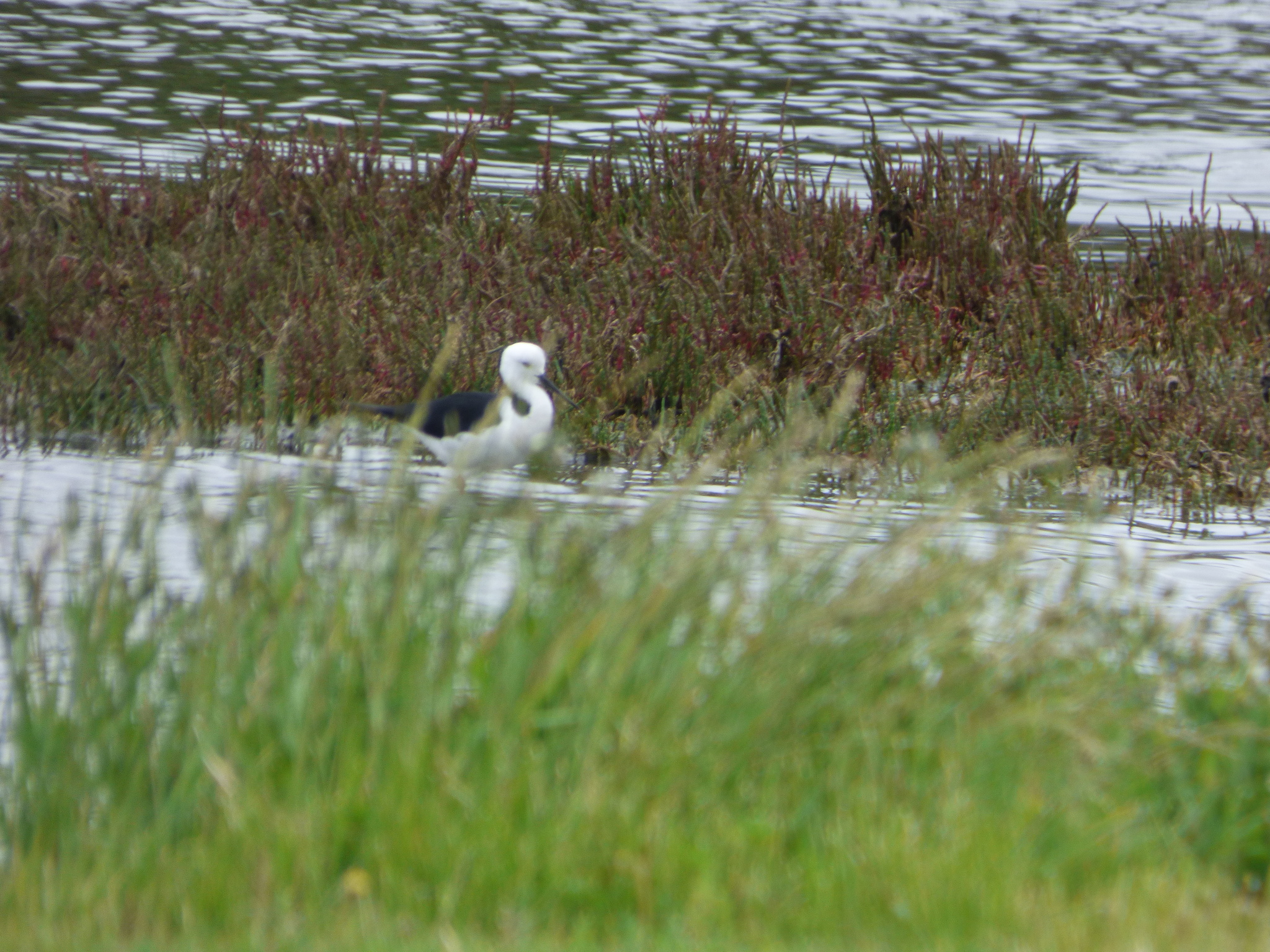 Pied Stilt