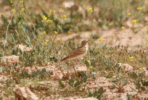 Greater Short-toed Lark