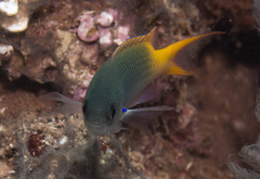 Guam Damsel photo 2