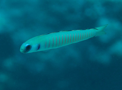 Zebra-pijlgrondel (Ptereleotris zebra) — Microdesmidae — 5