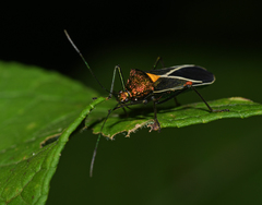 Sundarus