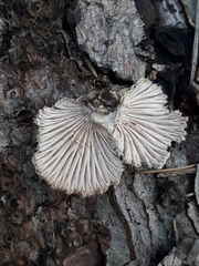 Schizophyllum commune
