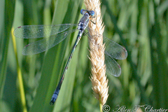 Lestes unguiculatus