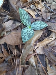 Trillium gracile