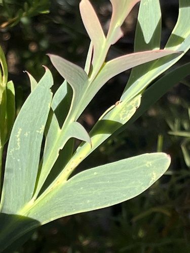 Prickly Bitter-pea (Daviesia decurrens)