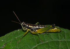 Eusitalces apolinari