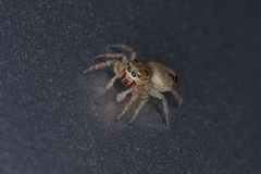 Icius hamatus