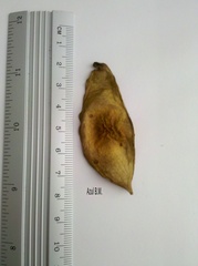 Lonchocarpus rugosus