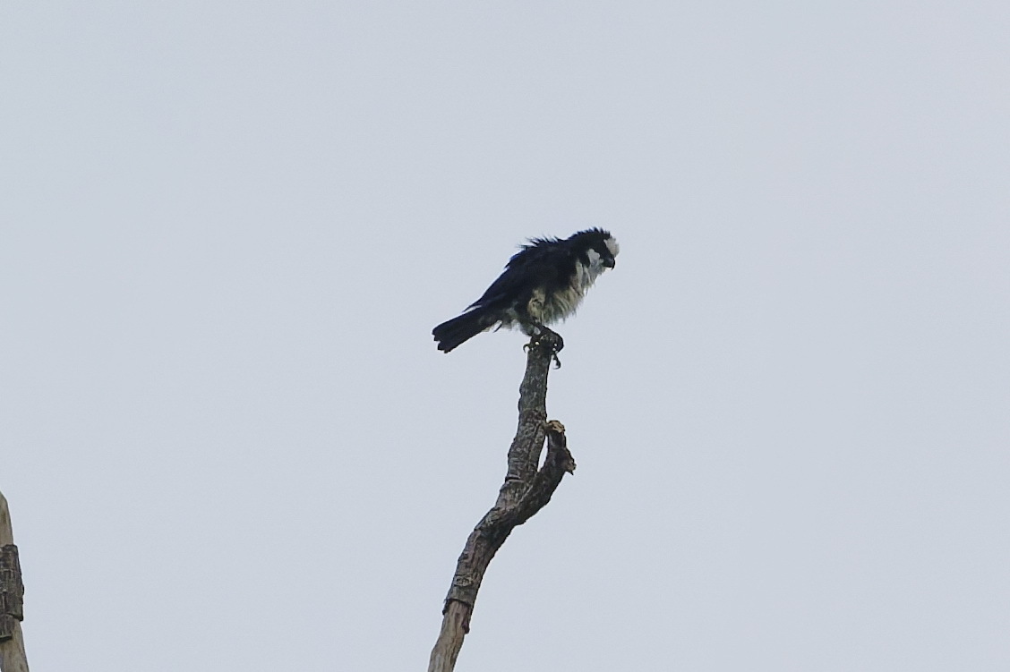 White-fronted Falconet (Microhierax latifrons), photo 6