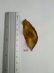 Lonchocarpus rugosus