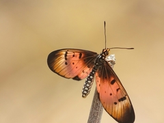 Acraea caecilia