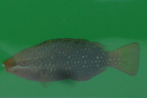 Scarus falcipinnis observed 2025-12-11
