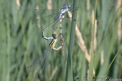 Lestes unguiculatus