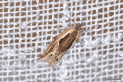 Ancylis apicella