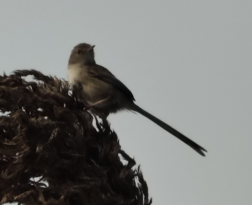 Delicate Prinia (Prinia lepida), photo 10