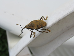 Rhinastus latisternus