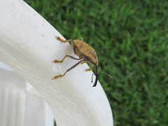 Rhinastus latisternus