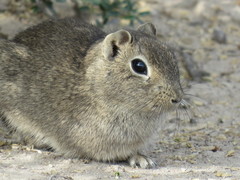 Microcavia australis