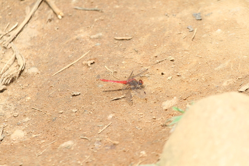 Rock Scarlet photo 4