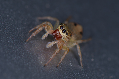 Icius hamatus