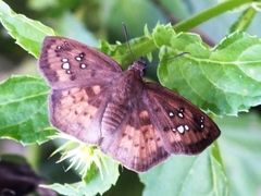 Polyctor enops