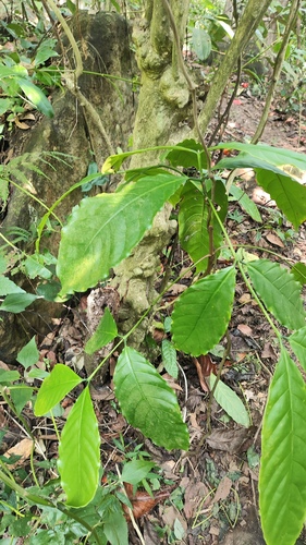 Coffea arabica