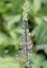 Coenagrion lanceolatum