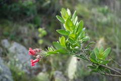Gambelia speciosa