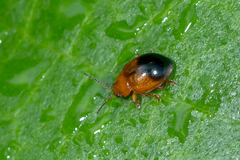 Nisotra bicolorata