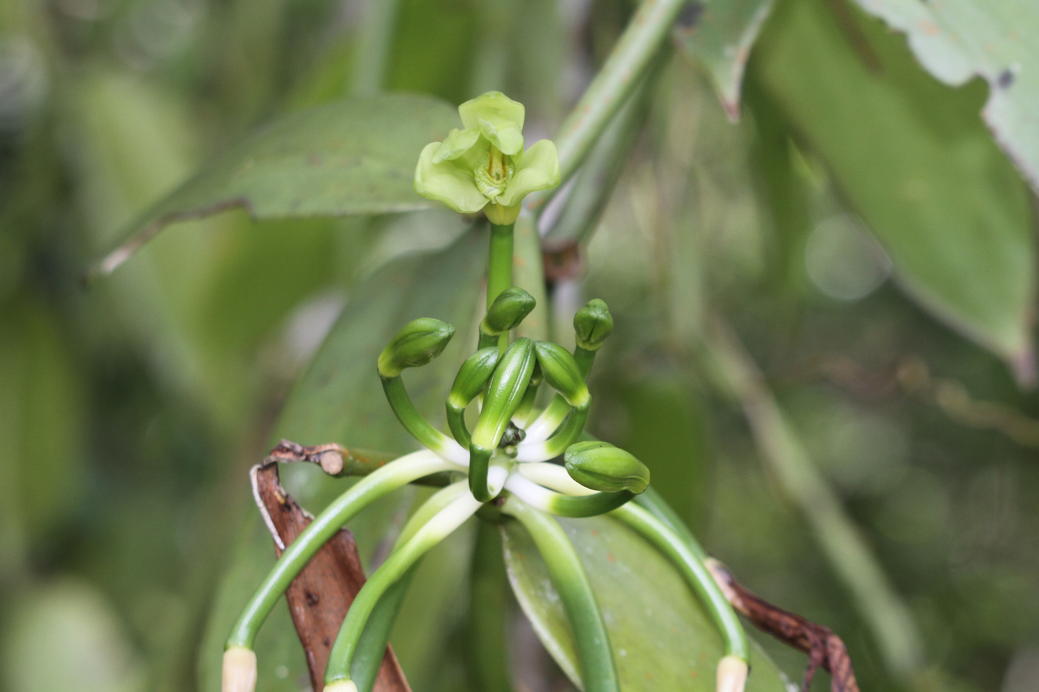 Flat Leaved Vanilla (Vanilla planifolia)