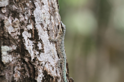 Masohoala Day Gecko, Phelsuma masohoala
