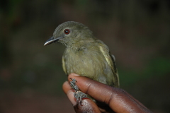 Eurillas curvirostris