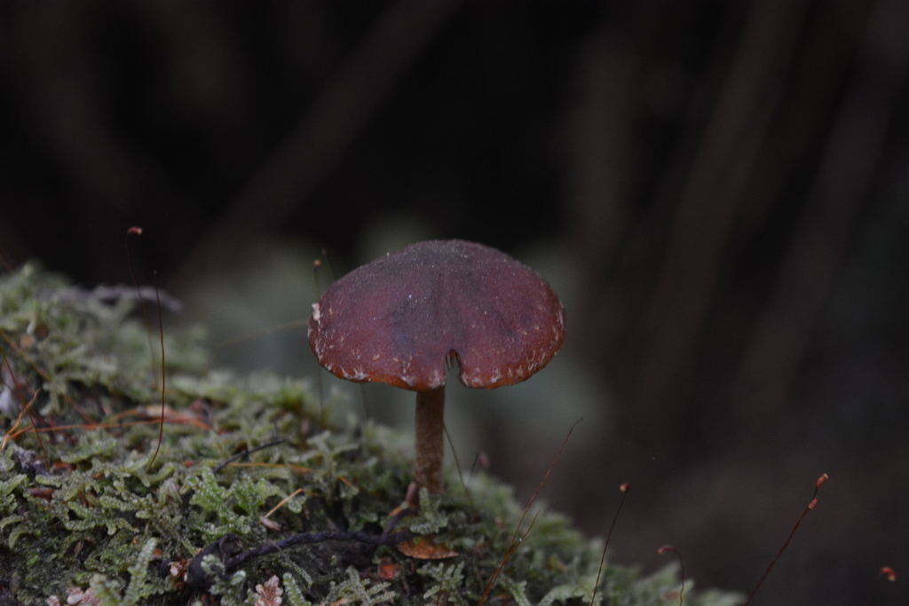 Hypholoma brunneum · September 2025 · photo: © georgecox (iNaturalist, cc0)