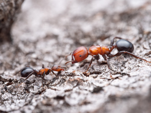 异形蚁属Atopomyrmex