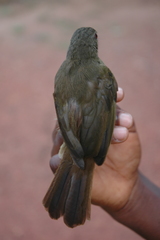 Eurillas curvirostris
