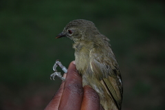 Eurillas curvirostris