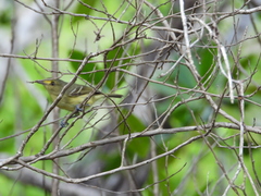 Vireo pallens