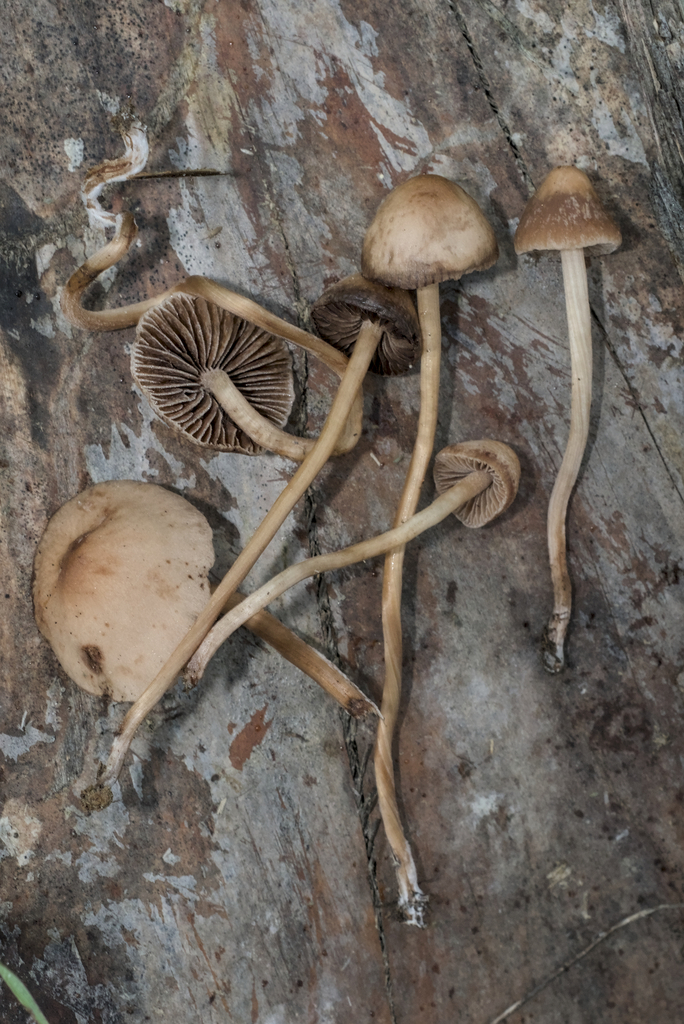 Panaeolus foenisecii · December 2025 · photo: © kcelshoff (iNaturalist, cc-by)