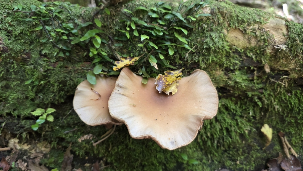 Cyclocybe parasitica · December 2025 · photo: © genevieveearly (iNaturalist, cc-by)