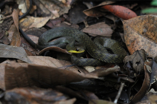 Eastern Madagascar Water Snake