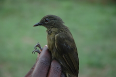 Eurillas curvirostris